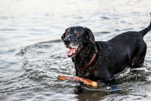 Black Dog Playing Water Stick.jpg Wallpaper