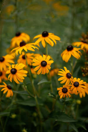 Black Eyed Susan, A Cheerful Symbol Of Summer Wallpaper