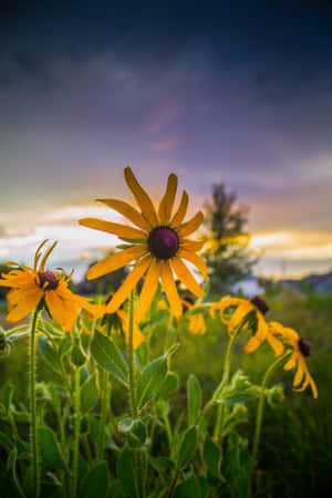 Black Eyed Susan The Vibrant Hues Of Yellow And Petals Of Black-eyed Susan Come Together In A Stunning Display Of Color. Wallpaper