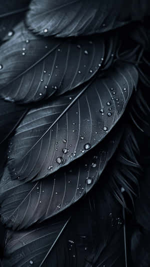 Black Featherswith Water Droplets Wallpaper