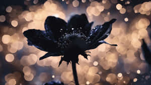 Black Flower Against Bokeh Background Wallpaper