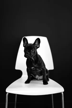 Black French Bulldog White Stool Chair Wallpaper