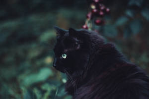 Black Furry Cat Animal Wallpaper