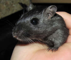 Black Gerbilin Hand.jpg Wallpaper