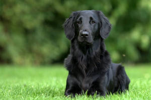 Black Golden Retriever Puppy Wallpaper