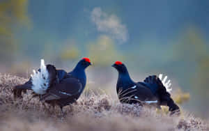 Black Grouse In Misty Morning Wallpaper