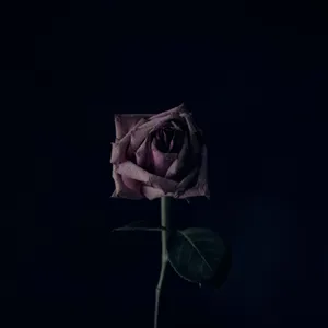 Black Ipad With A Dark Pale Pink Rose Wallpaper