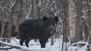 Black Japanese Wild Boar Wallpaper