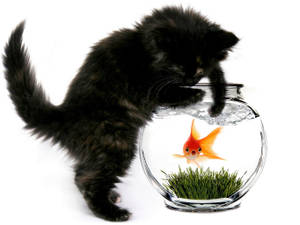 Black Kitten And Goldfish Wallpaper