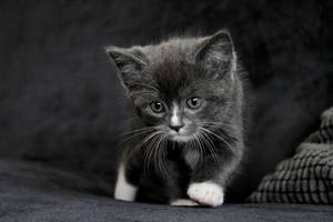 Black Kitten With White Paws Wallpaper