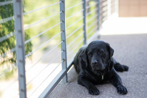 Black Labrador In Balcony Wallpaper