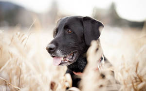 Black Labrador Photoshoot Wallpaper