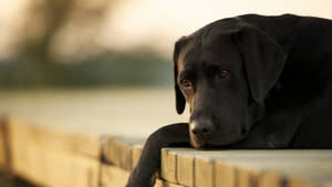 Black Labrador Retriever Wallpaper