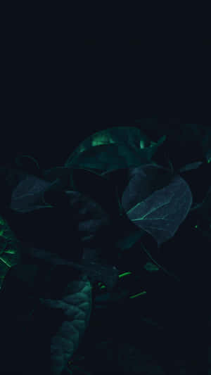 Black Leaves Dark Green Iphone Wallpaper