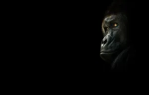 Black Monkey Hiding In Black Background Wallpaper
