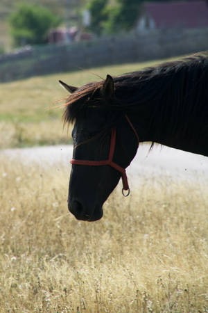 Black Mustang Horse Face Wallpaper