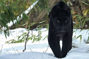 Black Panther Animal Snow Wallpaper