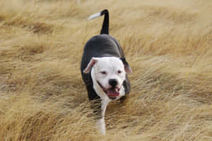 Black Pitbull Dog Showing An Independent Spirit Wallpaper