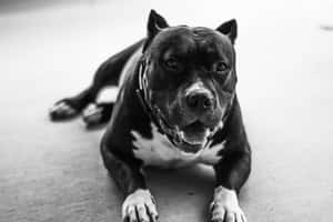 Black Pitbull Resting On The Floor Wallpaper