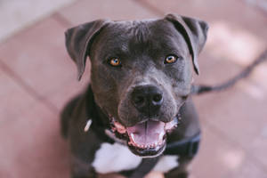 Black Pitbull With Brown Eyes Wallpaper