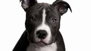 Black Pitbull With Charming Eyes Wallpaper