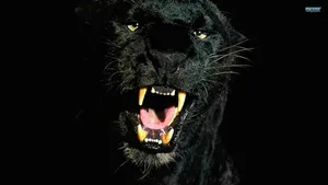 Black Puma Wallpaper