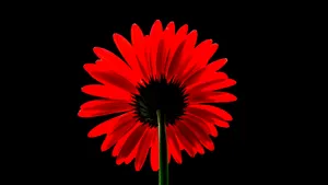 Black Red 4k Daisy Wallpaper