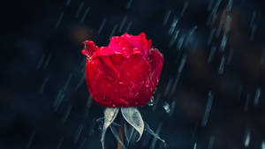 Black Red 4k Flower Rain Wallpaper