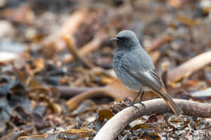 Black Redstart Bird Seaweed Background.jpg Wallpaper