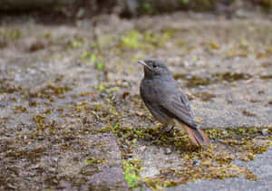 Black Redstart Birdon Ground Wallpaper