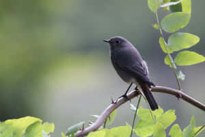 Black Redstart Perchedon Branch Wallpaper