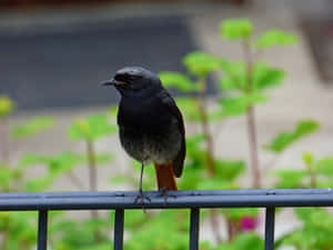 Black Redstart Perchedon Railing Wallpaper