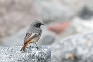 Black Redstarton Rock Wallpaper