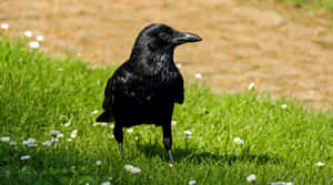 Black Rook Birdin Grassy Field.jpg Wallpaper