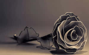 Black Rose Display Aesthetic Wallpaper