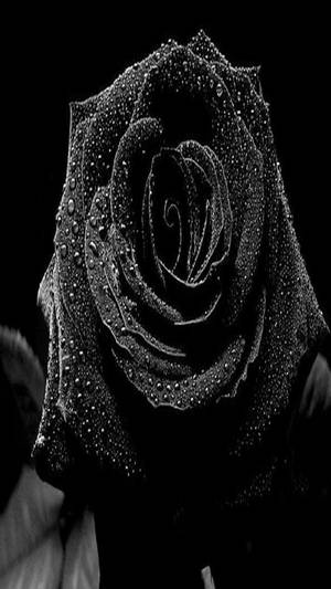 Black Rose Iphone Wallpaper