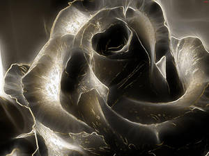 Black Rose Negative Wallpaper