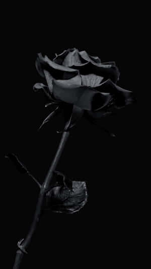 Black Rose On Dark Background Wallpaper