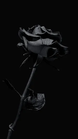 Black Rose On Dark Background Wallpaper