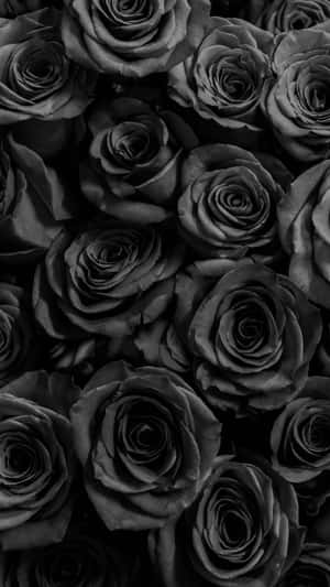 Black Roses Background Wallpaper