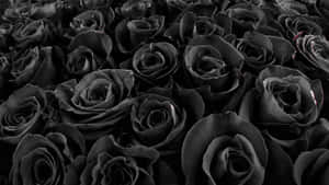 Black Roses Texture Wallpaper