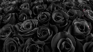 Black Roses Texture Wallpaper