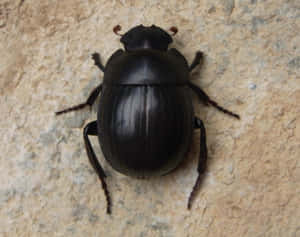 Black Scarab Beetleon Stone Surface Wallpaper