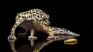 Black Spotted Gecko With Worm Wallpaper