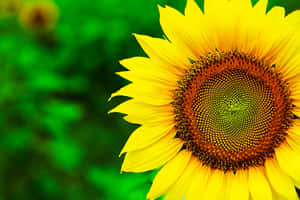 Black Sunflower Blooms In The Summer Sunshine Wallpaper