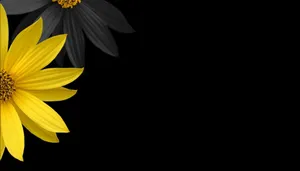 Black Sunflower Creative Shot Wallpaper