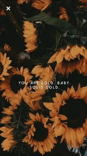 Black Sunflower Solid Gold Wallpaper