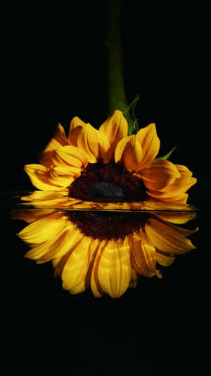 Black Sunflower Water Reflection Wallpaper