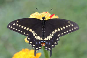 Black Swallowtail Butterflyon Flower.jpg Wallpaper
