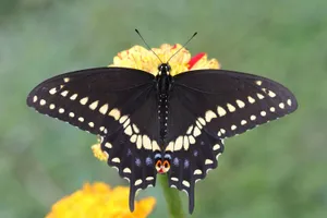 Black Swallowtail Butterflyon Flower.jpg Wallpaper